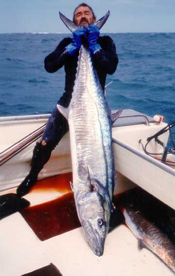 spanish mackerel spearfishing record IBSRC