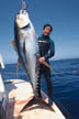 Yellowfin tuna, Gerald Lim