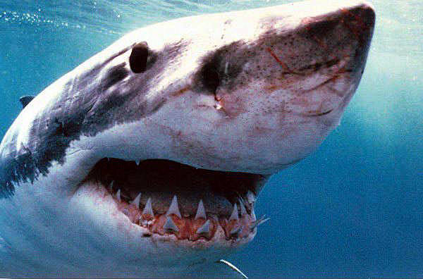 Photo of Great White Shark with its mouth wide open in attack posture, photo by James D. Watt