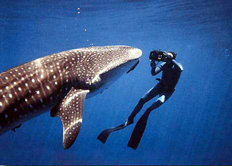 Terry Maas photos a whale shark from 3 feet of its mouth, photo by Bob Caruso 