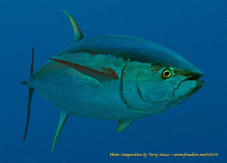 maas_yellowfin3.jpg (102075 bytes)